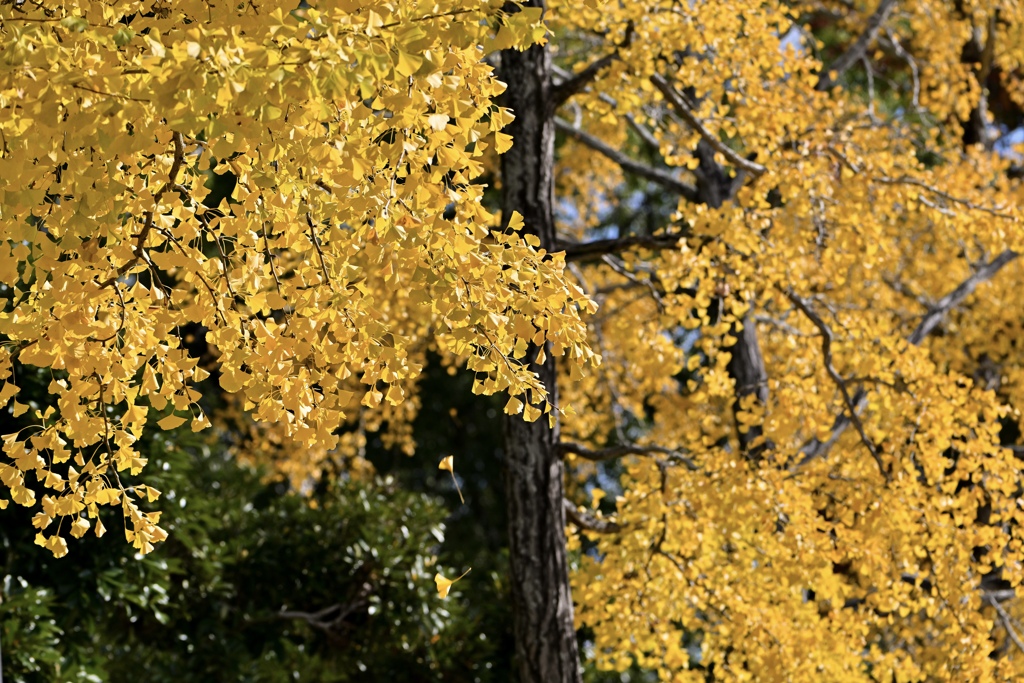 黄金に色付く葉