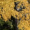 黄金に色付く葉