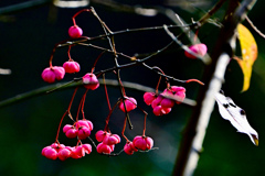 マユミの実熟れる