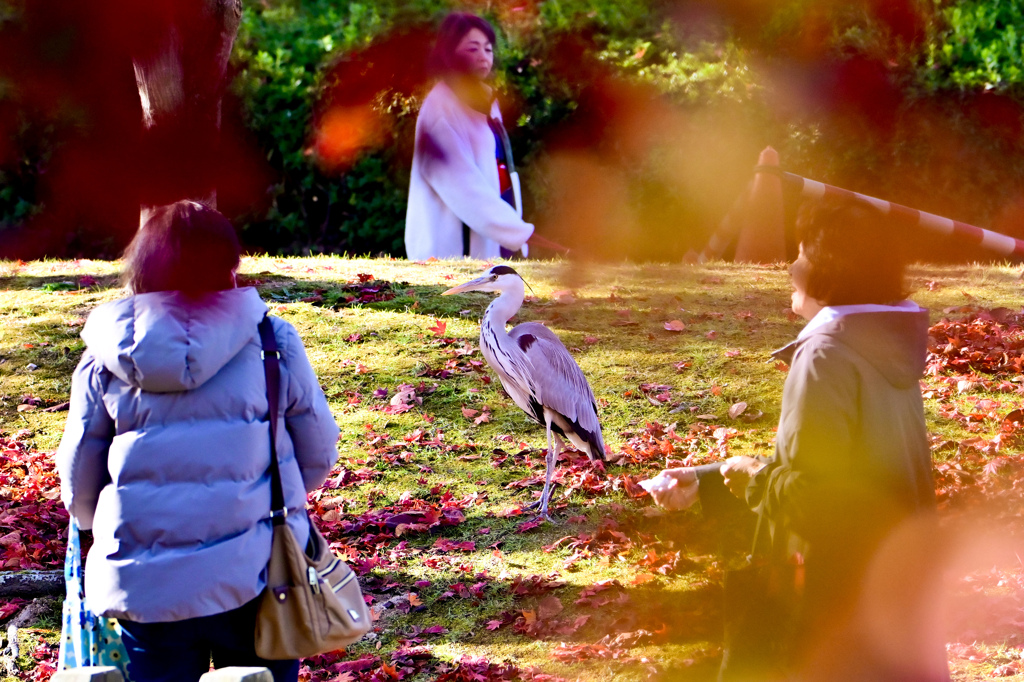 人気者のサギさん＾＾