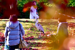 人気者のサギさん＾＾