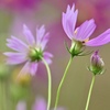 萌る花畑