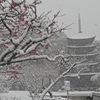 雪・梅の花・五重塔