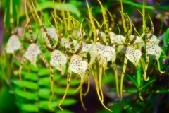踊る花たち