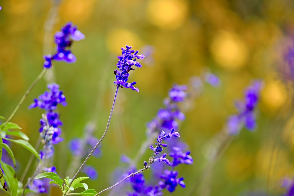 秋色に染まる花畑