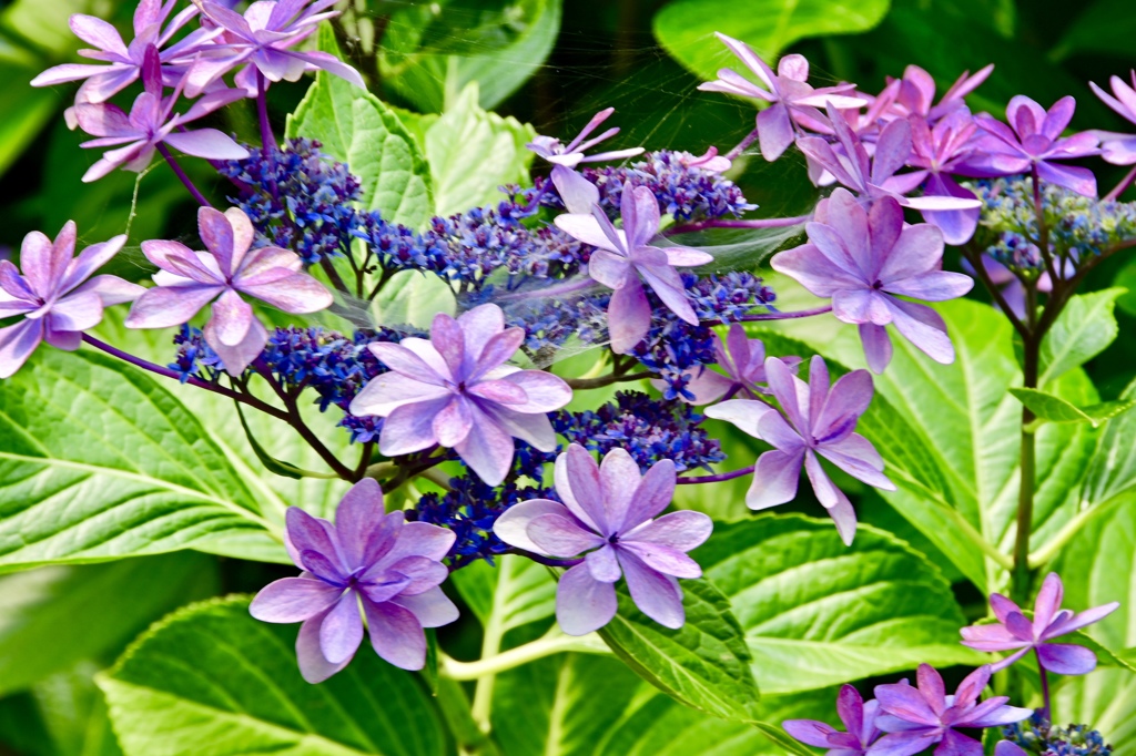 華やかな紫陽花