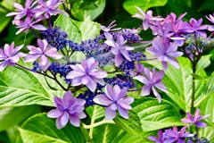 華やかな紫陽花