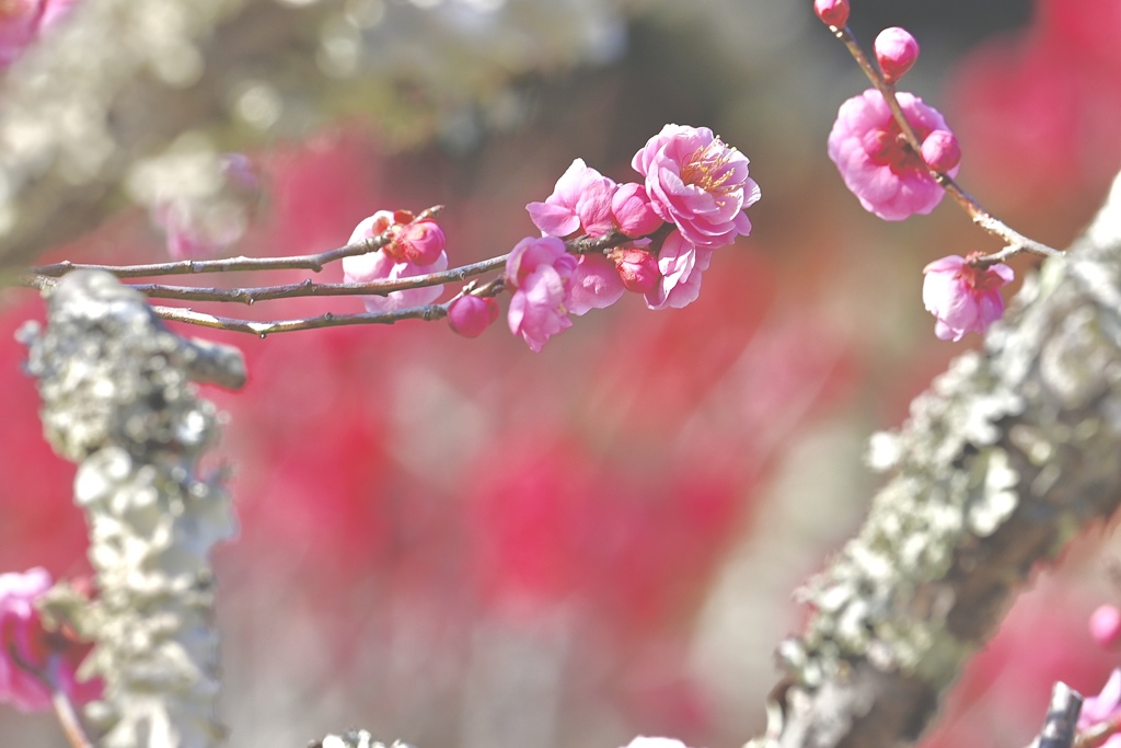 萌える花