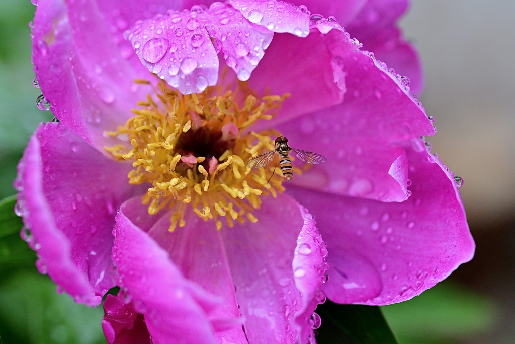 雨に咲く花