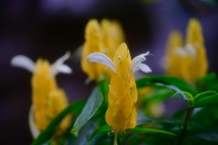ダンスする花たち