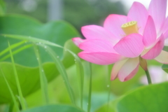 大賀ハス2