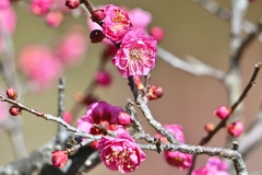 やっと咲きました＾＾