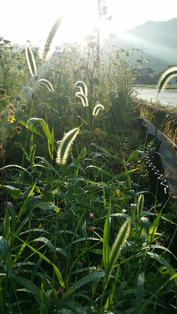 散歩道携帯でパチリ6