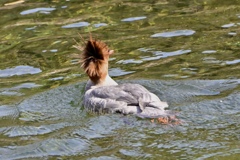 あらあらお髪が＾＾