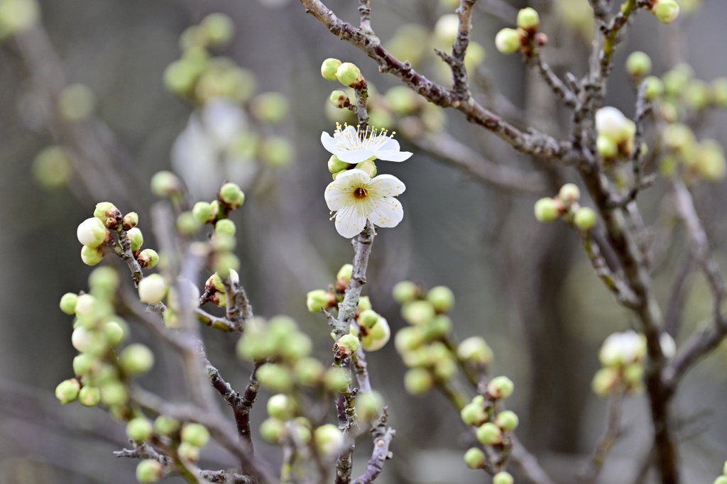 梅の花ほころぶ頃