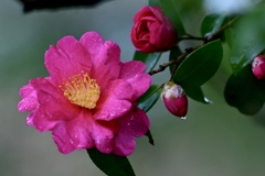 雨上がりのサザンカ