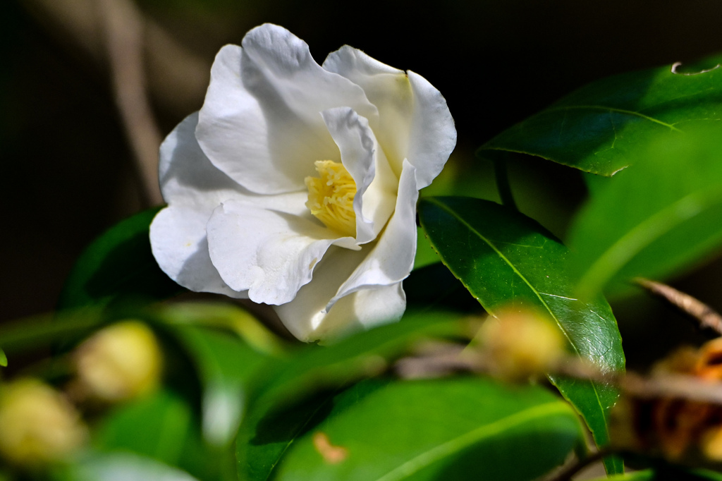 まろやかに咲く椿