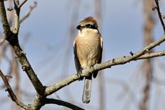 寒そ〜なモズ君