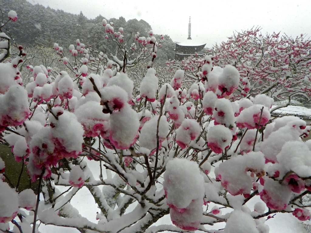 雪さん早く溶けてよ～重いよ～