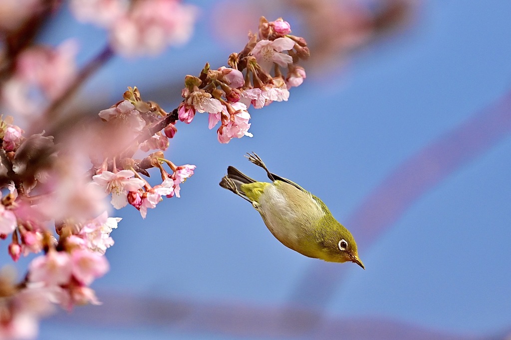 花から花へ＾＾