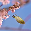 花から花へ＾＾