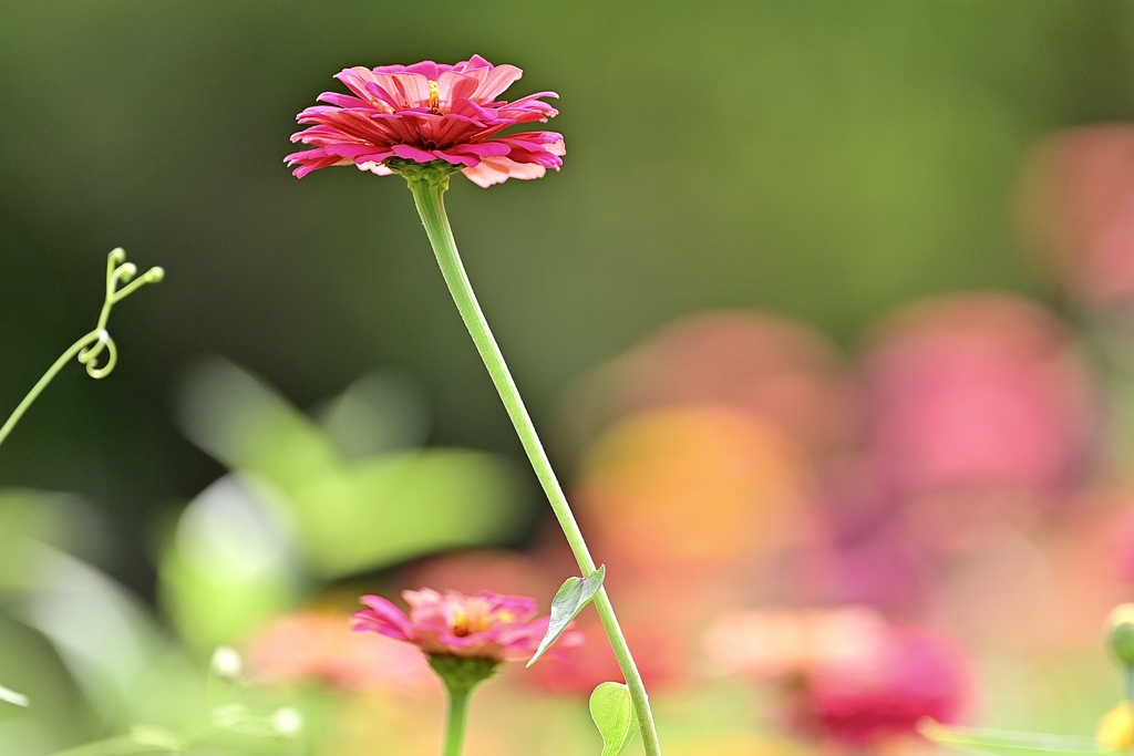 花園に咲く百日草
