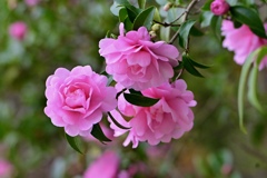 美しく咲くサザンカ