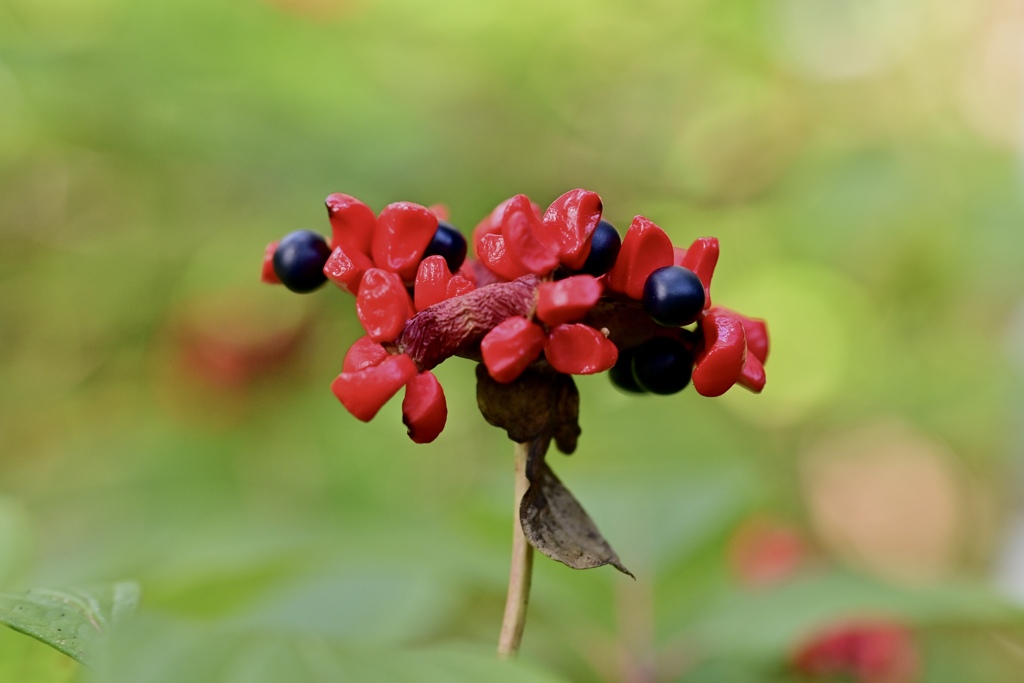 山芍薬ハジける‼︎