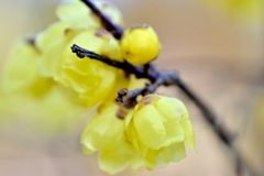 とろける花