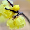 とろける花