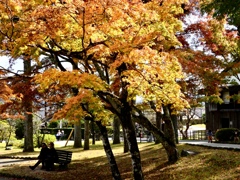 紅葉する公園