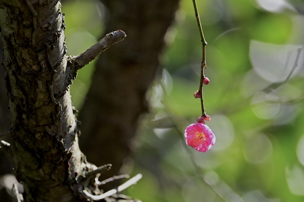 ぶら下がる一輪の花