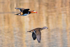 川を飛ぶオシドリのペア