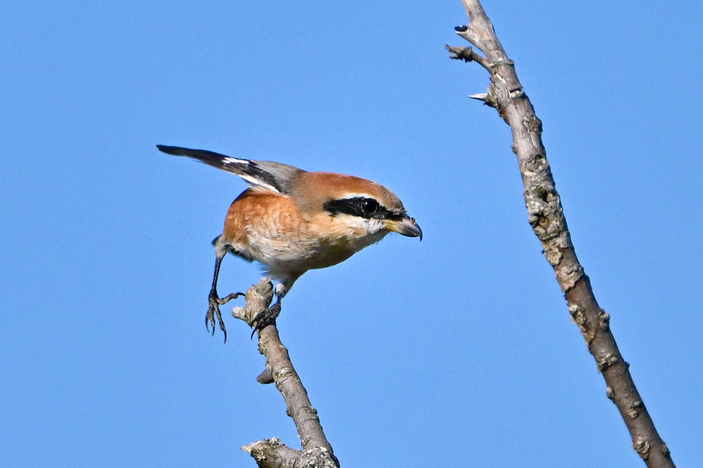 行くぜ〜〜！！