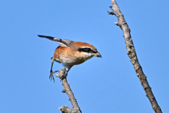 行くぜ〜〜！！