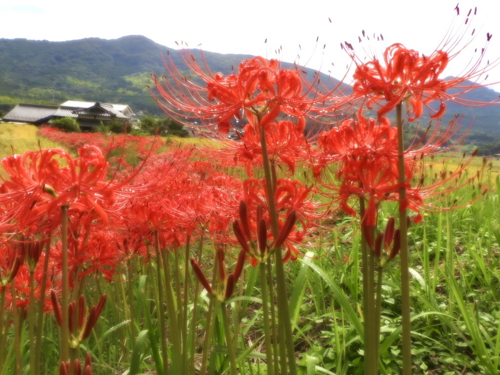 雨上がりの彼岸花