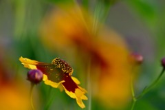 道端に咲く花