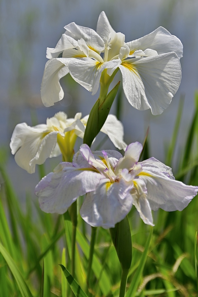 畦道に咲く花