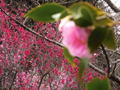 ツバキと梅の花の競演