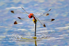 コノシメトンボの産卵