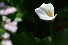カラー咲く頃
