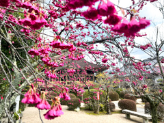 咲き乱れる寒緋桜