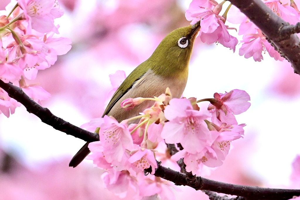 幸せなメジロさん