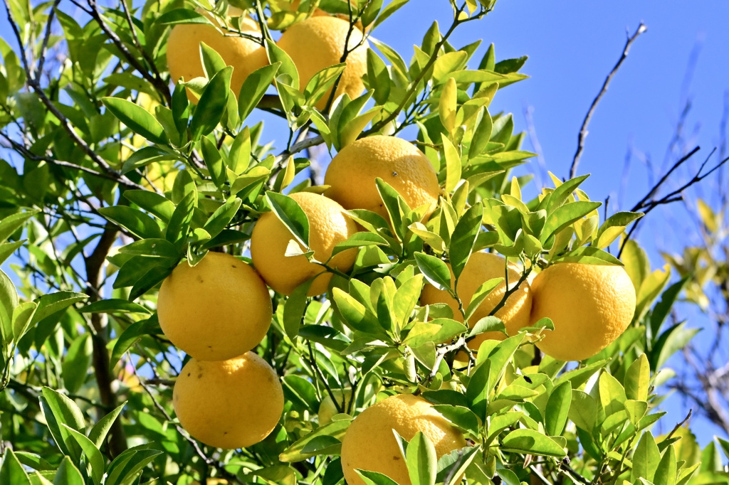 実る夏みかん