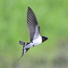 草原を飛ぶツバメ