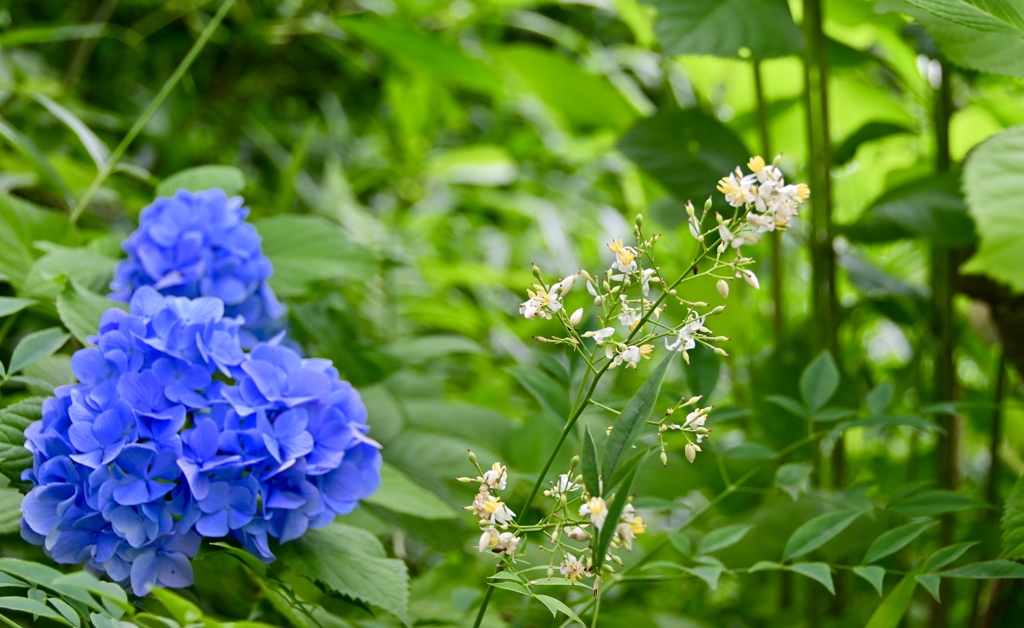 対比の花模様