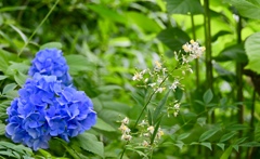 対比の花模様