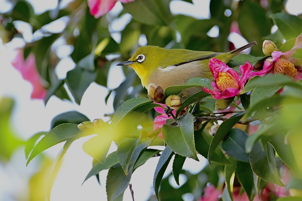 サザンカとメジロ