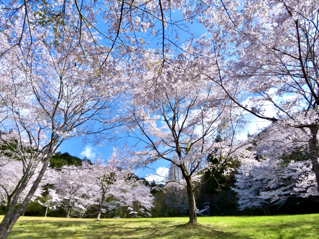 誰もいない桜の園