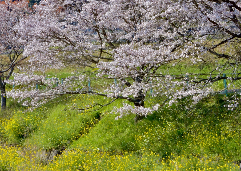 里の風景